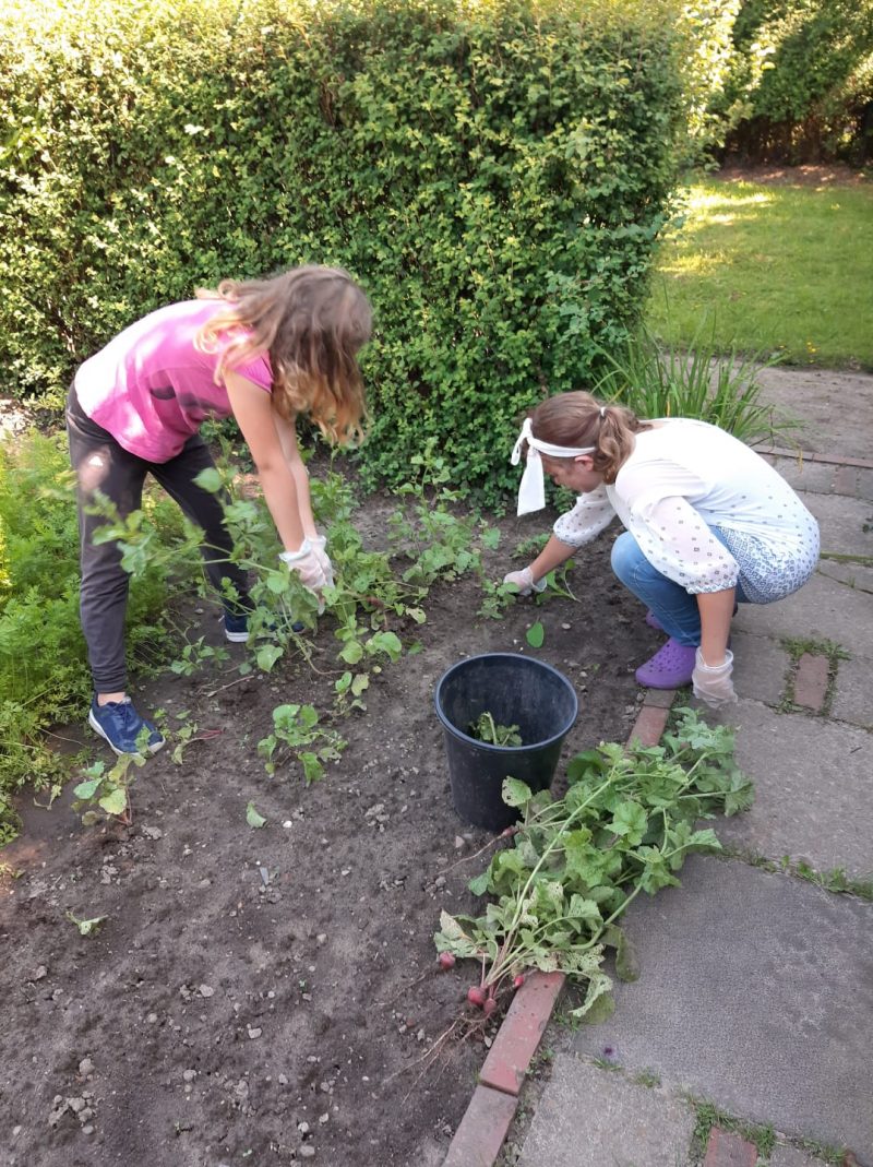 Interkultureller Garten Stadtteilarbeit Stralsund