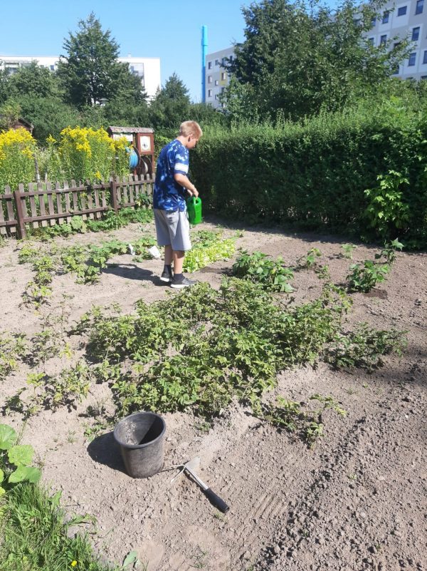 Interkultureller Garten Stadtteilarbeit Stralsund